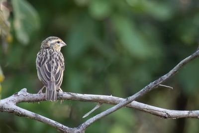 Golden-backed Bishop - Goudrugwever - Euplecte doré (f)