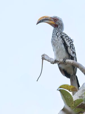 Southern Yellow-billed Hornbill - Zuidelijke Geelsnaveltok - Calao leucomèle