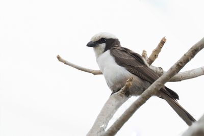 Southern White-crowned Shrike - Witkruinklauwier - Eurocéphale à couronne blanche