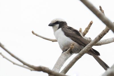 Southern White-crowned Shrike - Witkruinklauwier - Eurocphale  couronne blanche