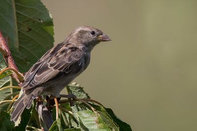 House Sparrow - Huismus - Moineau domestique (f)