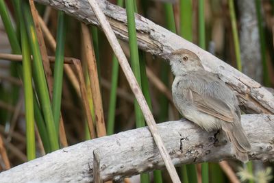 Bubbling Cisticola - Angolagraszanger - Cisticole murmure