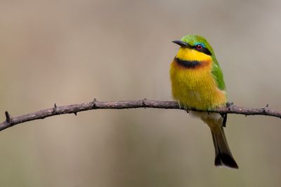 Little Bee-eater - Dwergbijeneter - Gupier nain