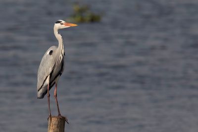 Grey Heron - Blauwe Reiger - Héron cendré
