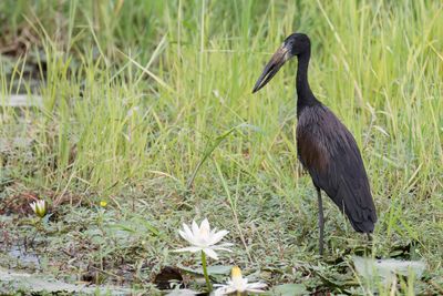 African Openbill - Afrikaanse Gaper - Bec-ouvert africain