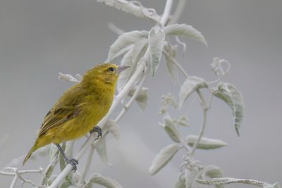 Slender-billed Weaver - Dunbekwever - Tisserin de Pelzeln