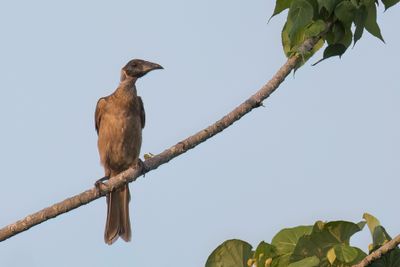 Helmeted Friarbird - Timorhelmlederkop - Polochion casqué