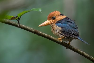 Yellow-billed Kingfisher - Kleine Geelsnavelijsvogel - Martin-chasseur torotoro