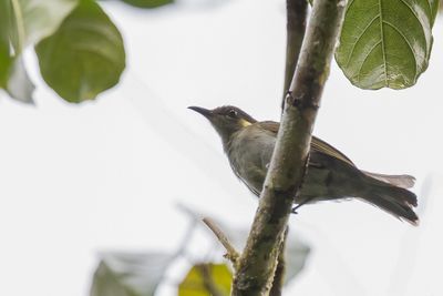 Puff-backed Meliphaga - Aroehoningeter - Méliphage bouffant