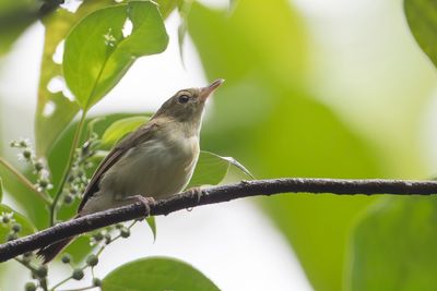 Yellow-bellied Gerygone - Geelbuikmangrovezanger - Gérygone à ventre jaune