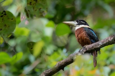 Rufous-bellied Kookaburra - Roodbuikkookaburra - Martin-chasseur de Gaudichaud