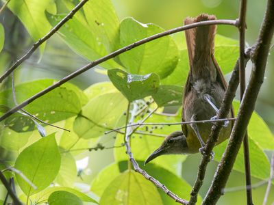 Tawny-breasted Honeyeater - Taanborsthoningeter - Mliphage  ventre fauve