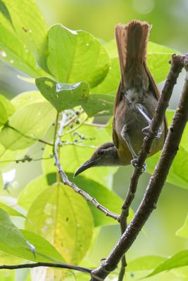 Tawny-breasted Honeyeater - Taanborsthoningeter - Méliphage à ventre fauve