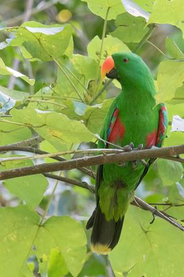 Papuan Eclectus - Papoea-edelpapegaai - Éclectus papou (m)