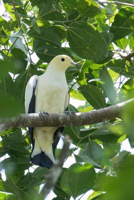 Pied Imperial Pigeon - Bonte Muskaatduif - Carpophage blanc