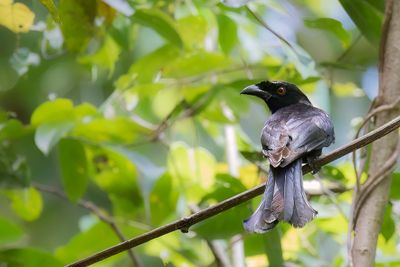 Spangled Drongo - Glansvlekdrongo - Drongo pailleté