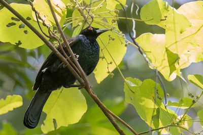 Glossy-mantled Manucode - Glansparadijskraai - Paradisier noir