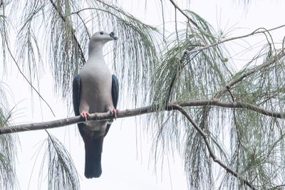 Spice Imperial Pigeon - Zwartknobbelmuskaatduif - Carpophage cuivré