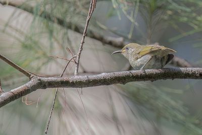 Olive Honeyeater - Zilveroorhoningeter - Méliphage à joues argent (j)