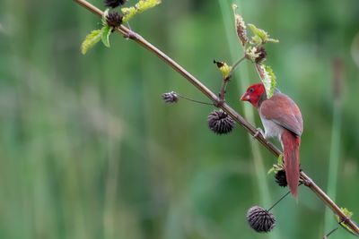 Crimson Finch - Zonastrild - Diamant phaéton (m)
