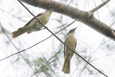 Varied Honeyeater - Wielewaalhoningeter - Méliphage versicolore