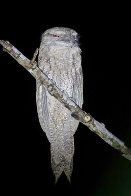 Papuan Frogmouth - Reuzenuilnachtzwaluw - Podarge papou