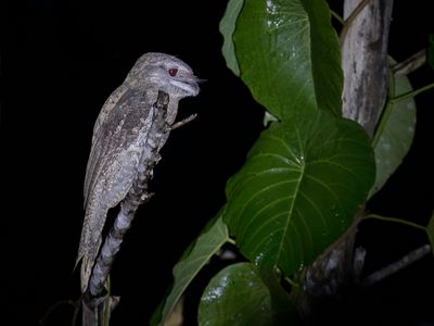 Papuan Frogmouth - Reuzenuilnachtzwaluw - Podarge papou