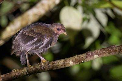 Dusky Scrubfowl - Nicobarenboshoen - Mégapode de Freycinet