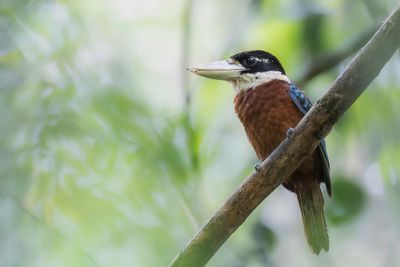 Rufous-bellied Kookaburra - Roodbuikkookaburra - Martin-chasseur de Gaudichaud