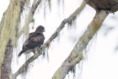 Pygmy Eagle - Papoeadwergarend - Aigle de Weiske
