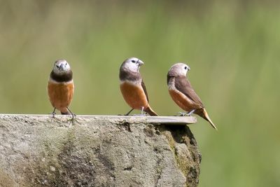 Grey-banded Mannikin - Arfaknon - Capucin des Arfak