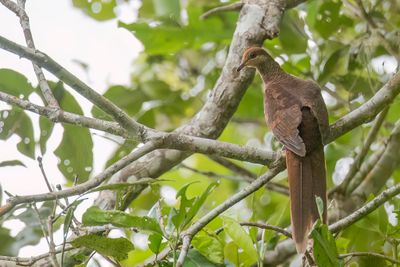Sultan's Cuckoo-Dove - Sultanskoekoeksduif - Phasianelle sultane
