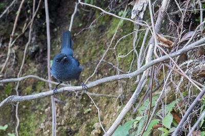 Slaty Robin - Leizwarte Struikvliegenvanger - Miro gris-bleu