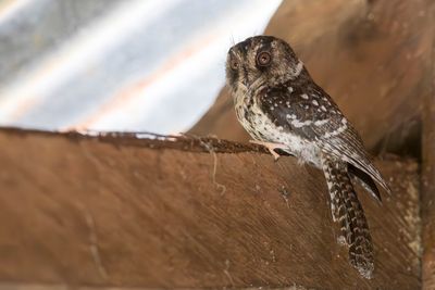 Mountain Owlet-nightjar - Bergdwergnachtzwaluw - Égothèle montagnard