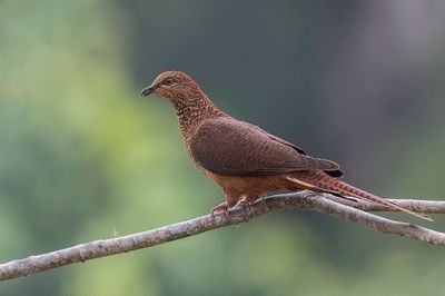 Bar-tailed Cuckoo-Dove - Kleine Gestreepte Koekoeksduif - Phasianelle barre (f)