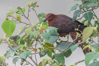 Bar-tailed Cuckoo-Dove - Kleine Gestreepte Koekoeksduif - Phasianelle barrée (m)