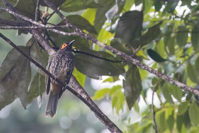 Arfak Honeyeater - Arfakhoningeter - Méliphage à ventre tacheté