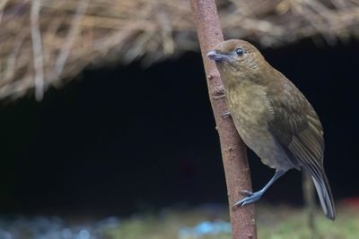 Vogelkop Bowerbird - Bruine Tuiniervogel - Jardinier brun (m)