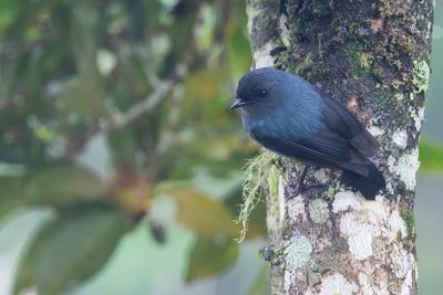 Slaty Robin - Leizwarte Struikvliegenvanger - Miro gris-bleu