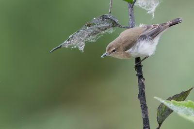 Brown-breasted Gerygone - Boomvarenmangrovezanger - Grygone  cou brun