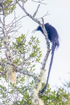 Black Sicklebill - Zwarte Sikkelsnavel - Paradisier fastueux (m)
