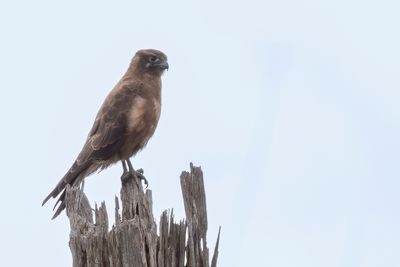 Brown Falcon - Grote Bruine Valk - Faucon bérigora