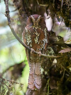 Feline Owlet-nightjar - Rosse Dwergnachtzwaluw - Grand Égothèle