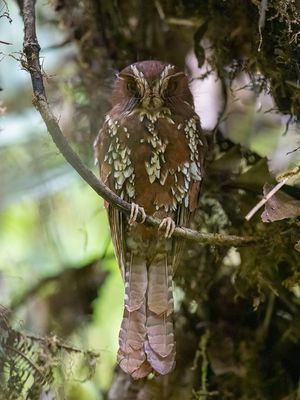 Feline Owlet-nightjar - Rosse Dwergnachtzwaluw - Grand gothle