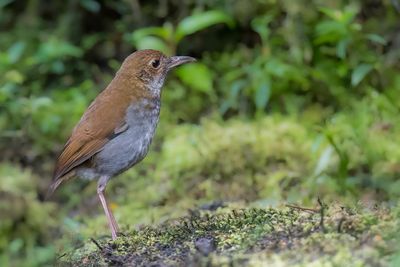 Greater Ground Robin - Zijdestaartlijstervliegenvanger - Grande Pseudobrève