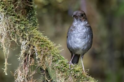 Greater Ground Robin - Zijdestaartlijstervliegenvanger - Grande Pseudobrève