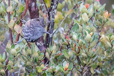 Grey-streaked Honeyeater - Zwartrughoningeter - Mliphage stri