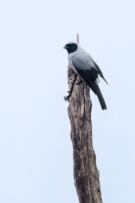 Hooded Cuckooshrike - Langstaartrupsvogel - chenilleur  longue queue (f)