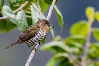 Rufous-throated Bronze Cuckoo - Roodkeelbronskoekoek - Coucou à gorge rousse