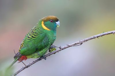 Birds of West Papua 2018